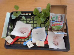 秋野菜の苗植え (5)