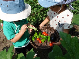 野菜収穫 (27)