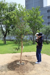 ヤマモモ植樹 (42)
