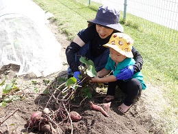 サツマイモ収穫 (21)