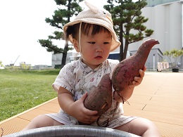 サツマイモ収穫 (38)