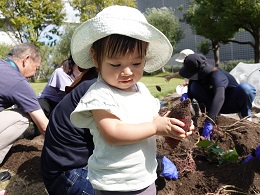 サツマイモ収穫 (27)